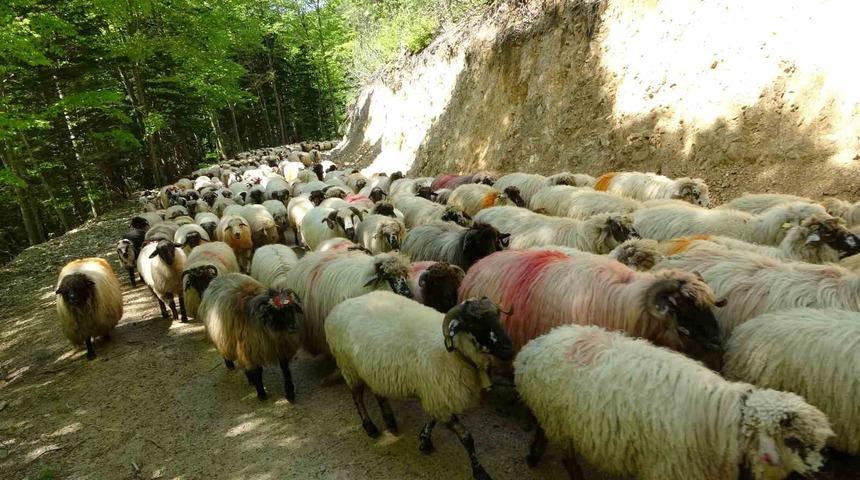 S&uuml;r&uuml;lerin yaylalara zorlu g&ouml;&ccedil; yolculuğu başladı