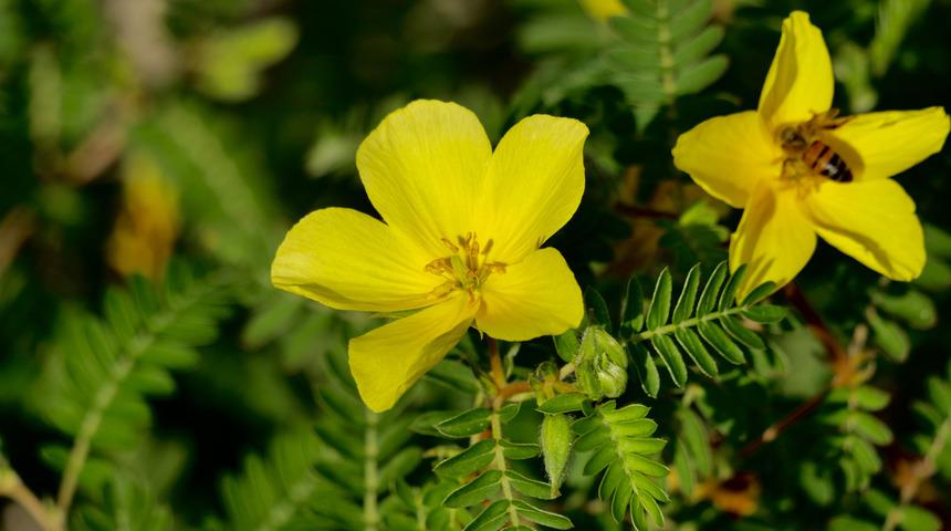 Çoban çökerten faydaları nelerdir, nasıl yapılır? Çoban çökerten otu ne işe yarar, nasıl kullanılır?