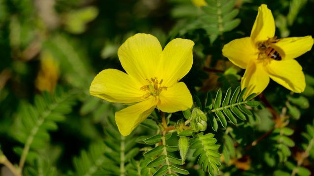 Çoban çökerten faydaları nelerdir, nasıl yapılır? Çoban çökerten otu ne işe yarar, nasıl kullanılır?