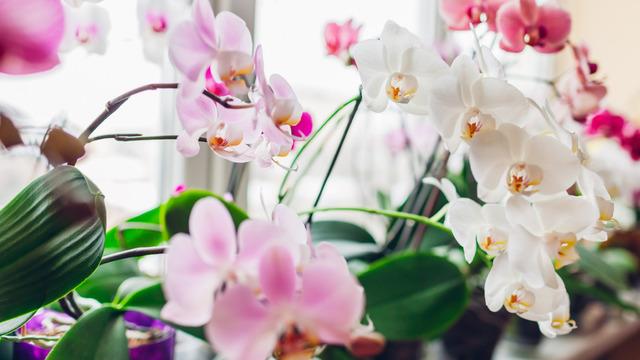 Orkidelerin aylarca çiçek açmasını sağlayacak basit yöntemler! Doğru orkide bakımı