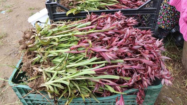 Topraktan çıkan altın: Kilosu 2 bin TL