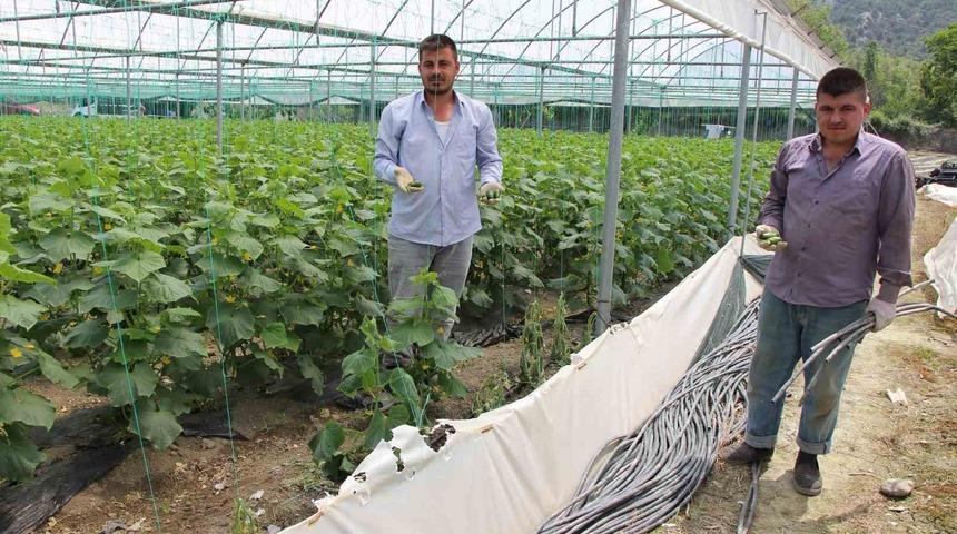 Yırtıcı hayvanlar seralarda hasara yol açtı, köylüler yardım istedi