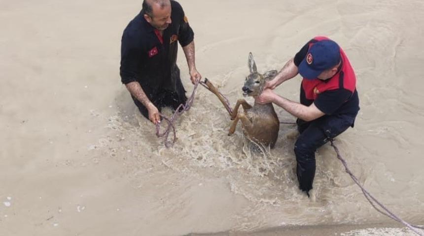Sulama kanalına düşen yavru geyiği itfaiye kurtardı