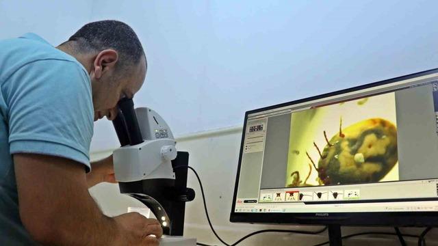 Bir defada binlerce yumurta bırakıyor, hayvan ve insanın kanını emerken anestezi uyguluyor