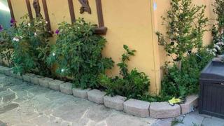 Resimde saklanan kediyi çok az kişi görebiliyor! 10 saniye içerisinde bulabilirseniz keskin gözlere sahipsiniz demektir