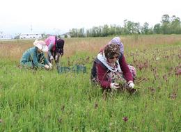 Topraktan çıkan altın! Kilosu 2 bin liradan alıcısı hazır... Üreticilerin yüzünü güldürdü