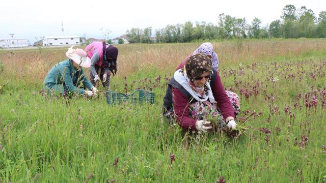 Topraktan çıkan altın! Kilosu 2 bin liradan alıcısı hazır... Üreticilerin yüzünü güldürdü