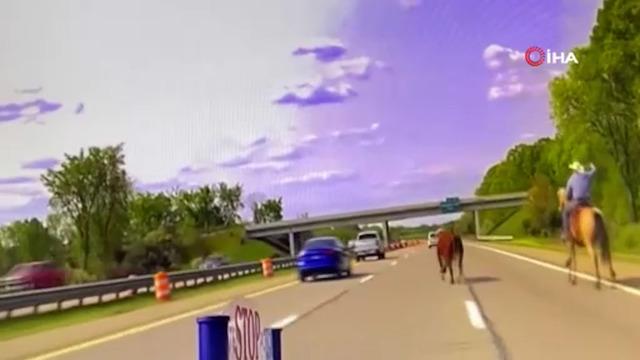 ABD’de şaşkına çeviren anlar! Otoyolda kovboy ile inek arasındaki kovalamacanın görüntüleri büyük ilgi gördü