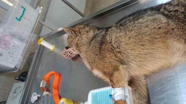 Yorgun düşen çakal bulundu