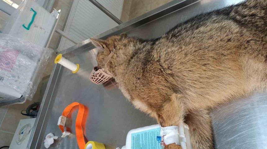 Yorgun düşen çakal bulundu