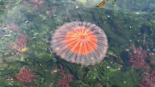Sahilde görülürse bunu tavsiye ederim diyerek anlattı... Marmara Denizi'nde tedirgin eden 'pusula denizanası' tehdidi! Zehri ona göre daha etkili 