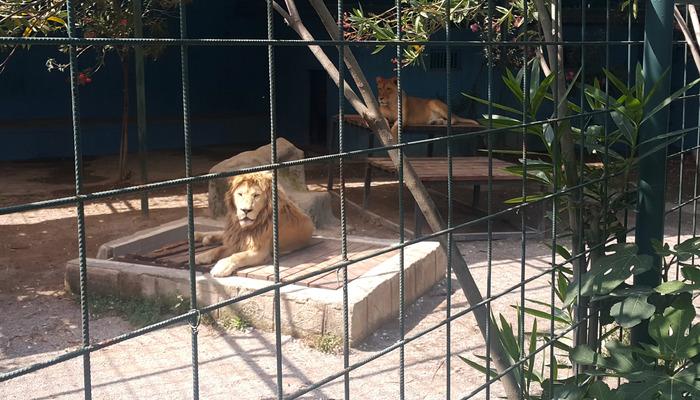Antalya'da selfie için kafese giren aileye aslan saldırdı