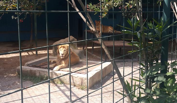 Antalya'da selfie için kafese giren aileye aslan saldırdı! 4 yaşındaki çocuğun saçlı derisi koptu