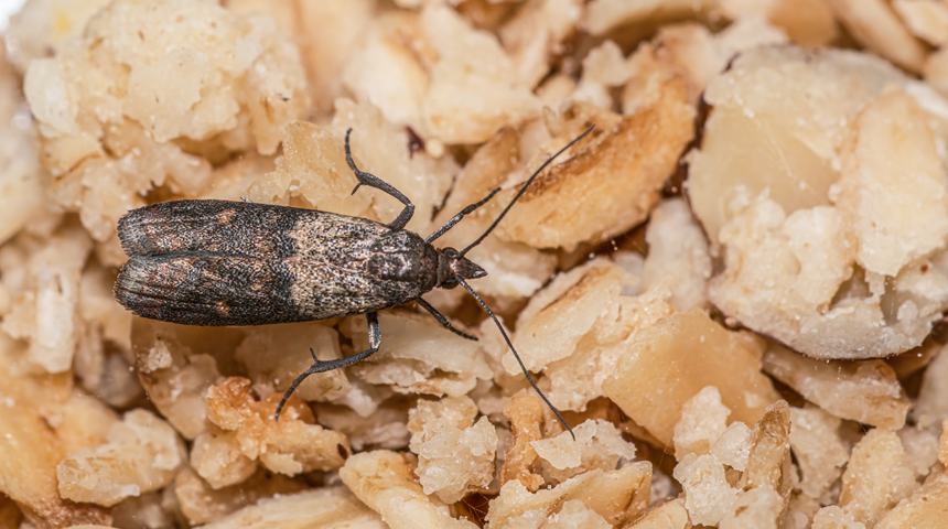 Evdeki g&uuml;veleri yok ediyor! G&uuml;velerden kurtulmak i&ccedil;in en etkili doğal &ccedil;&ouml;z&uuml;m