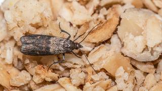 Evdeki güveleri yok ediyor! Güvelerden kurtulmak için en etkili doğal çözüm