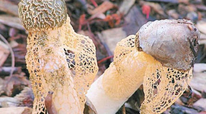 G&ouml;r&uuml;lm&uuml;ş şey değil! Bu sihirli mantarı koklayan kadınlar bir anda orgazm oluyor