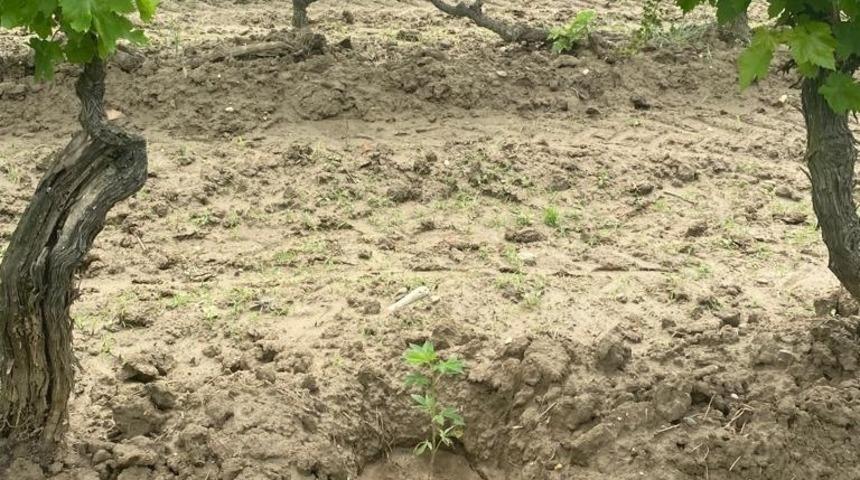 Üzüm bağında Hint keneviri yetiştirdi