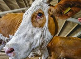 Kurban fiyatları uçtu! Geçen sene 46 bin TL olan dana bu sene 150 bin TL'ye satılıyor