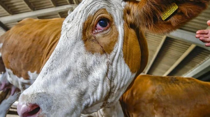 Kurban fiyatları uçtu! Geçen sene 46 bin TL olan dana bu sene 150 bin TL'ye satılıyor