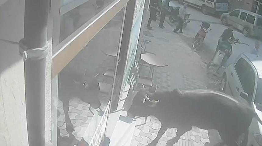 Kırklareli'nde mezbahadan kaçıp emlakçıya giren dana kamerada