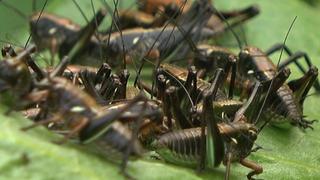 Önlerine ne çıkarsa yok edip ilerliyorlar! Bir ilde korkuya neden oldu