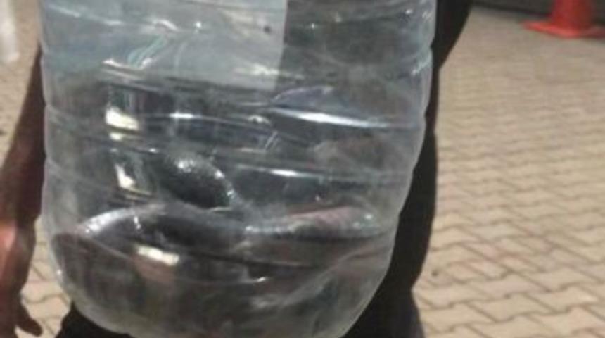 Çadırlar arasında görülen yılan paniğe neden oldu