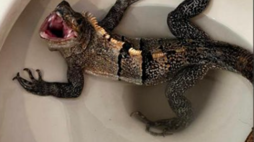 Tuvalete gittiğinde klozetin içinde gördüğü manzaraya inanamadı! “Bana doğru tısladı”