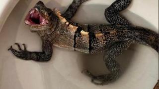 Tuvalete gittiğinde klozetin içinde gördüğü manzaraya inanamadı! “Bana doğru tısladı”