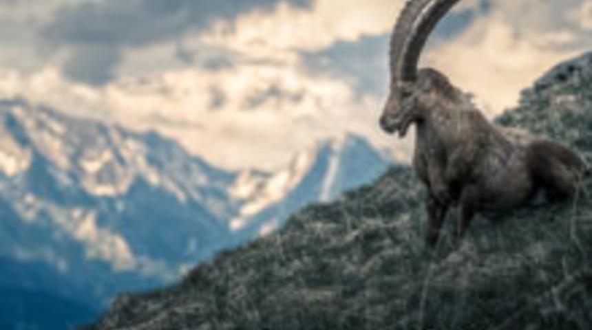 G&uuml;neş Oğlak Burcunda