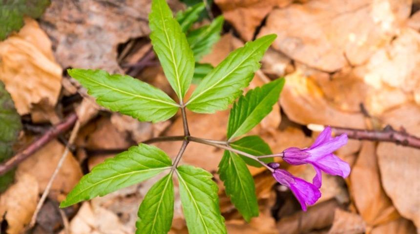 Karaciğer hastalıklarından şahtere otuyla kurtulabilirsiniz