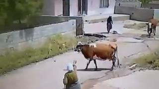 Mardin’de ineğin ölüme gitme anı kameraya yansıdı