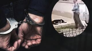 Yer Hatay! Güvenlik kameraları yakaladı: Sokak köpeğine cinsel istismarda bulunan şüpheli gözaltına alındı