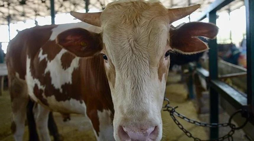 Tarım ve Orman Bakanlığı iddiaları yalanladı! Özel sektöre kesimlik hayvan ithalatı izni...