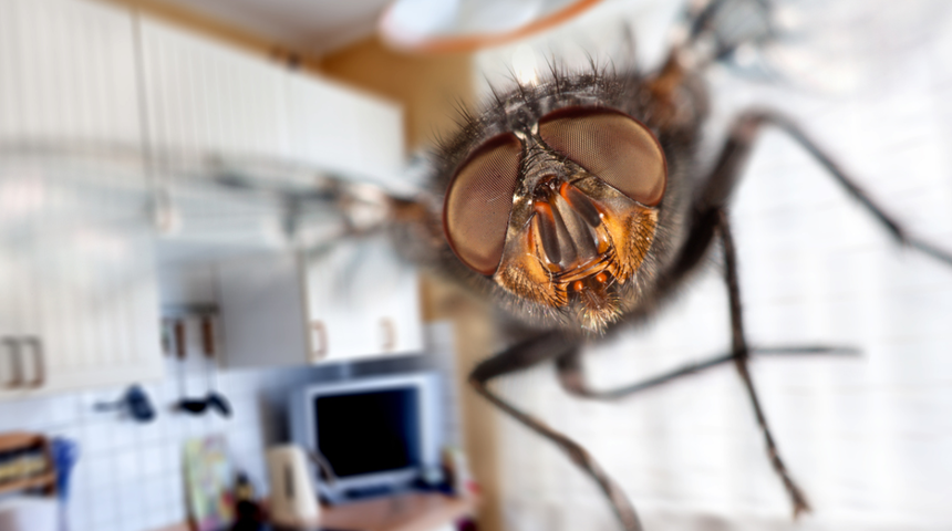 Sivrisinekler kokusunu aldığı an geri d&ouml;nmemek &uuml;zere ka&ccedil;ıyor! Doğal sivrisinek kovucu