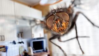 Sivrisinekler kokusunu aldığı an geri dönmemek üzere kaçıyor! Doğal sivrisinek kovucu