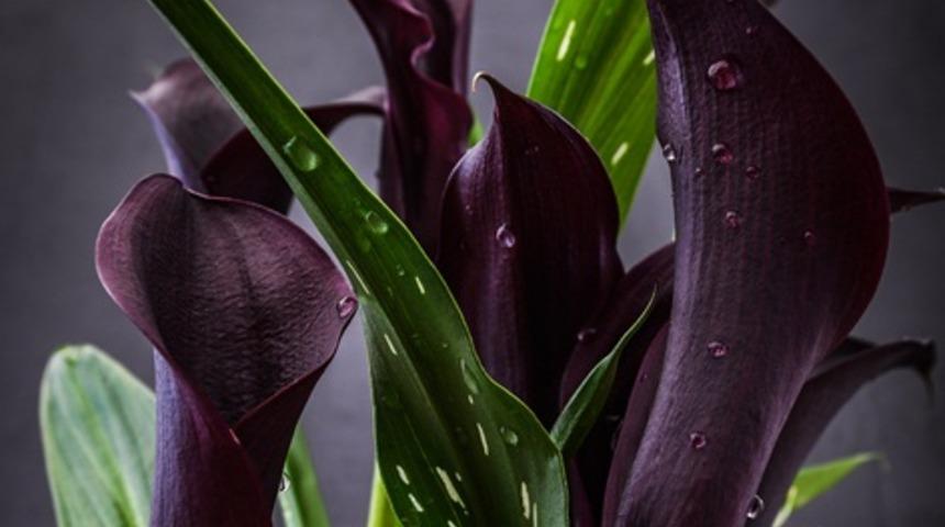 Çiğken zehirlidir, haşlamadan yemeyin: Gavur pancarı - Tırşik pancarı