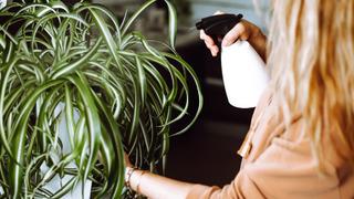 NASA evin havasını temizleyen bitkileri açıkladı! Tüm ortamı değiştiriyor