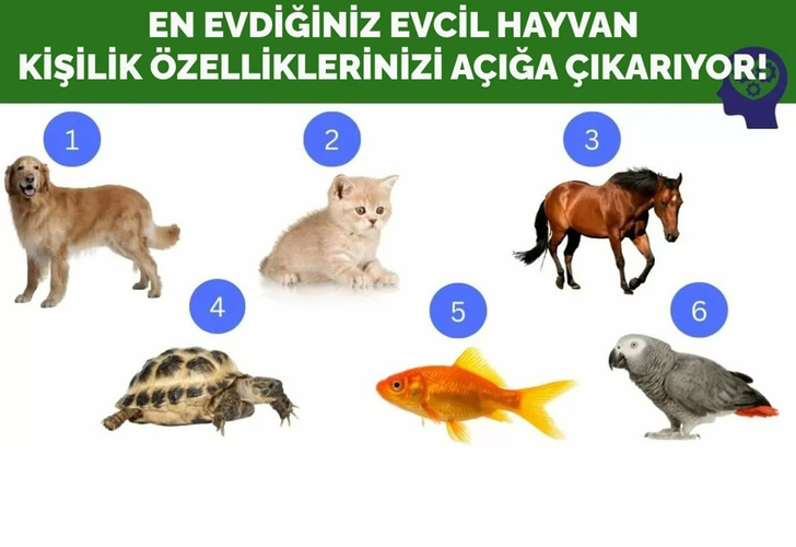 En sevdiğiniz hayvan kişilik özelliklerinizi belirliyor! Evcil hayvan seçimiyle karakter analizi