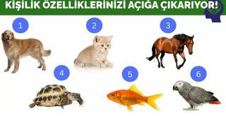 En sevdiğiniz hayvan kişilik özelliklerinizi belirliyor! Evcil hayvan seçimiyle karakter analizi