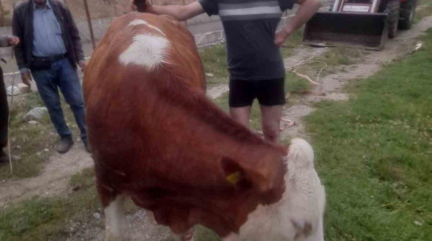 Kanala düşen inek, köylülerin çabasıyla kurtarıldı