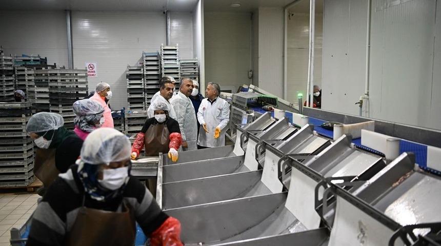 Kayseri’deki tesiste günlük 60 ton balık işleniyor