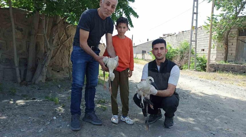 Yaralı bulunan yavru leylekler tedavi altına alındı