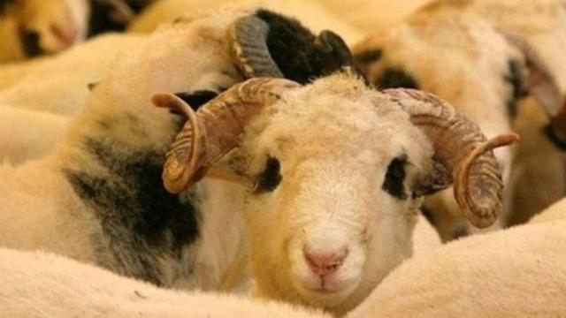 KURBAN BAYRAMI TATİLİ kaç gün? Kurban Bayramı tatili ne zaman başlıyor? Cumhurbaşkanı Erdoğan açıkladı