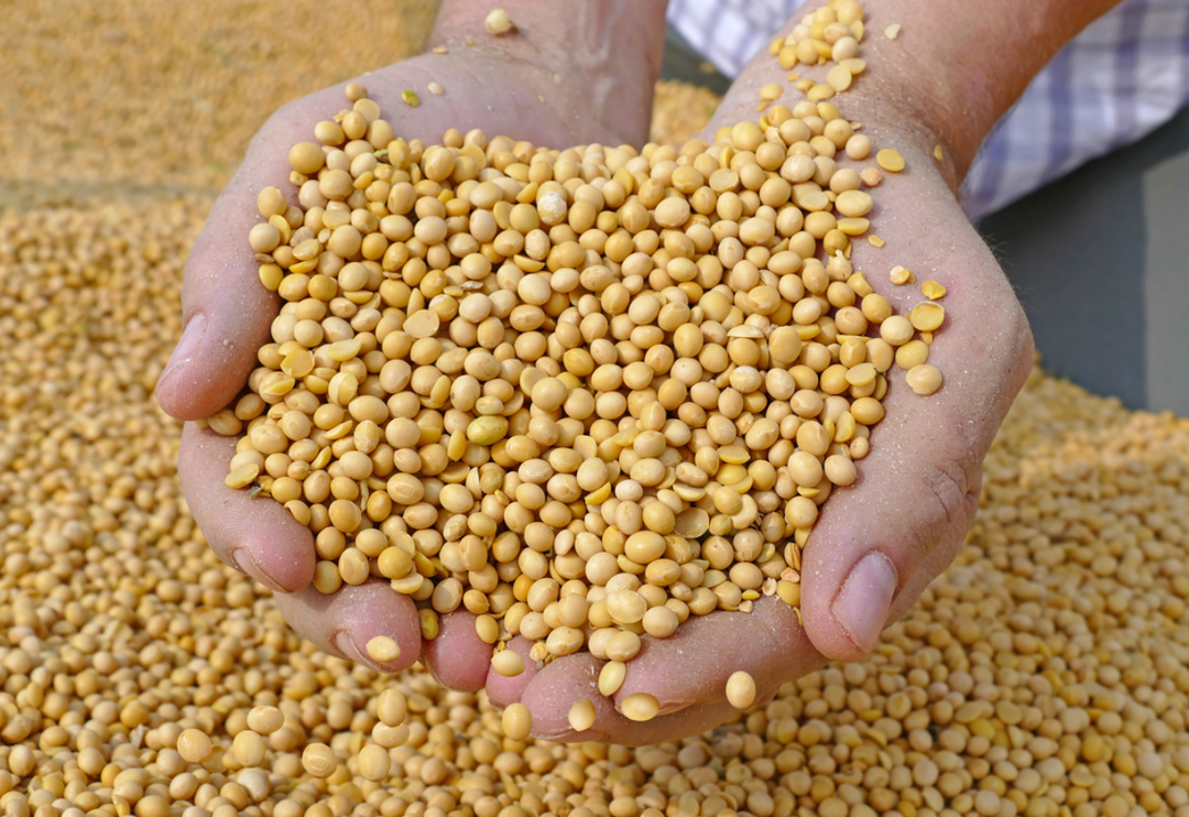 En g&uuml;&ccedil;l&uuml; D vitamini kaynağı! Diyabete ve tehlikeli hastalıklara karşı savaş a&ccedil;ıyor