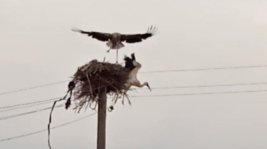 Çıldır’da leyleklerin yuva kavgası kameralara yansıdı