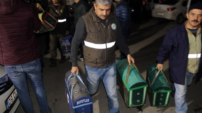 Aydın'da 'horoz dövüşü'ne suçüstü