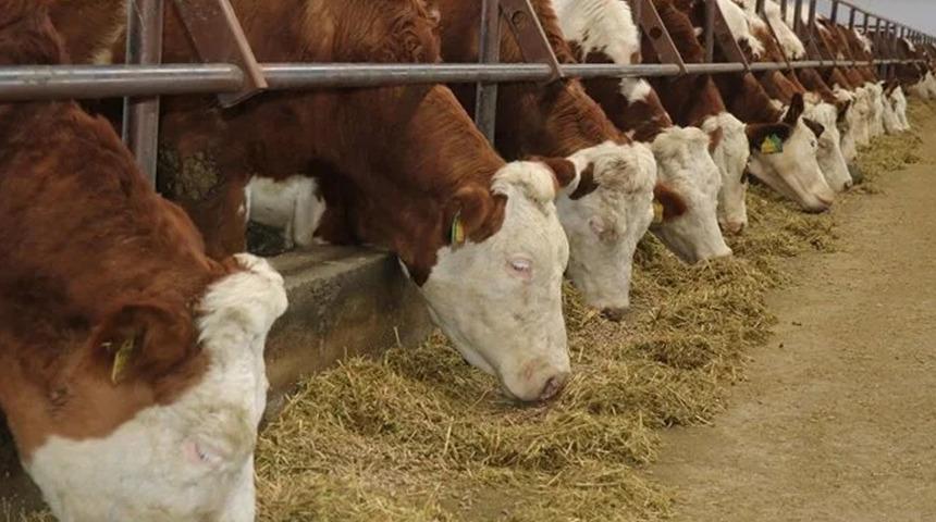 Sivas'ta şap hastalığı paniği! Hayvan pazarları tedbir amacıyla kapatıldı