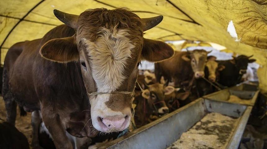 Büyükbaş ve küçükbaş kurban fiyatları belli oldu! 150 bin TL iddialarına net yanıt: ‘Ortalama 60 bin liradan başlıyor…’