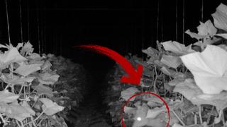 Yer: Amasya! Köylülerin kabusu oldu, gizemli hayvanın ne olduğu ortaya çıktı