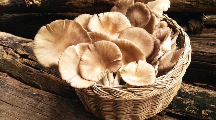 İstiridye mantarı faydaları: İstiridye mantarı nasıl tüketilir, neye iyi gelir?	